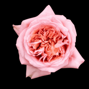Pink Xpression
