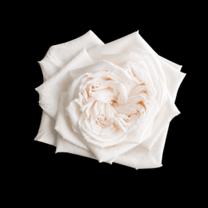 White Ohara